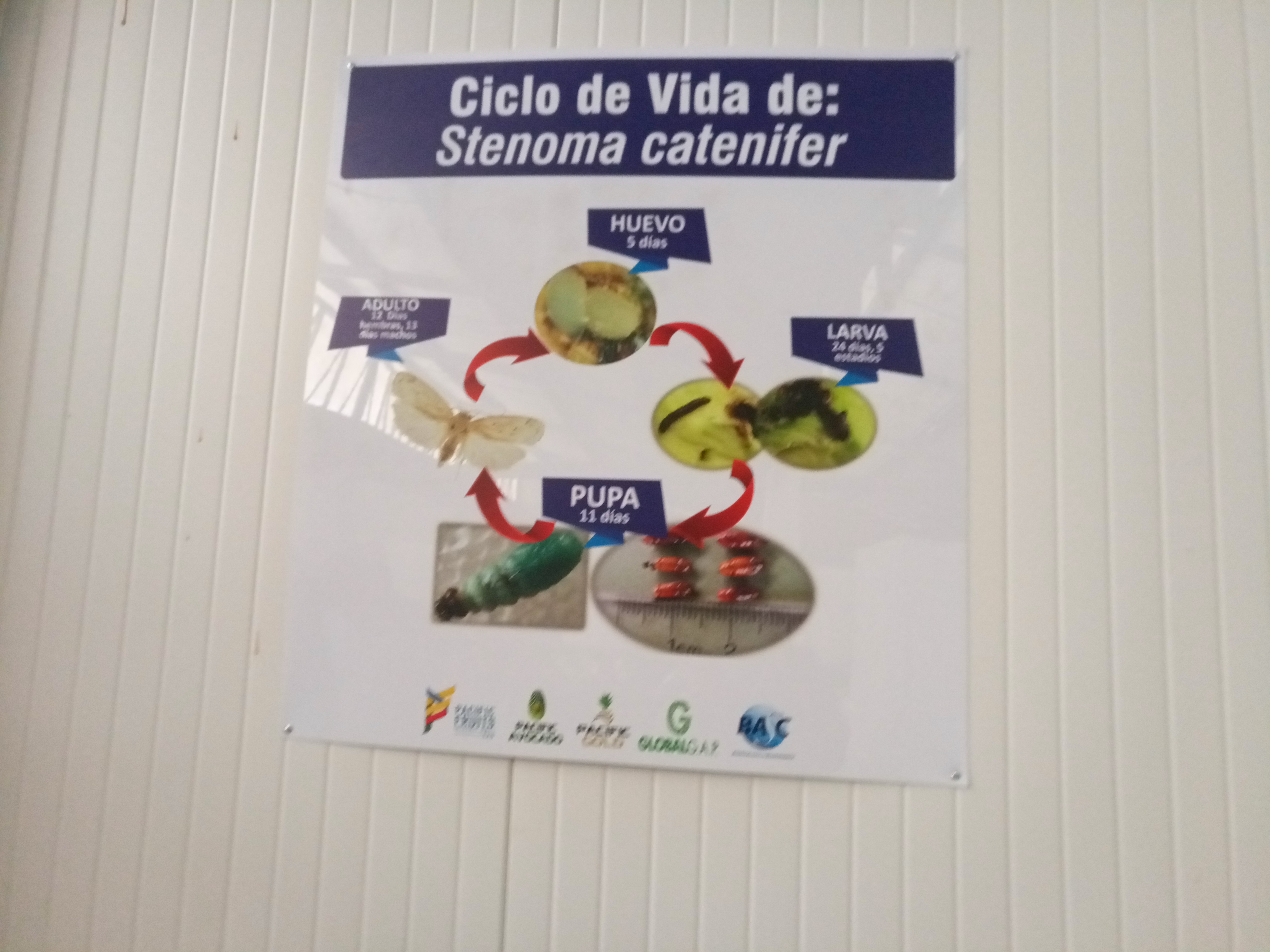 Fruta fresca Dorado División